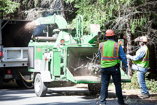  Cold Spring, MN Tree Services Pros